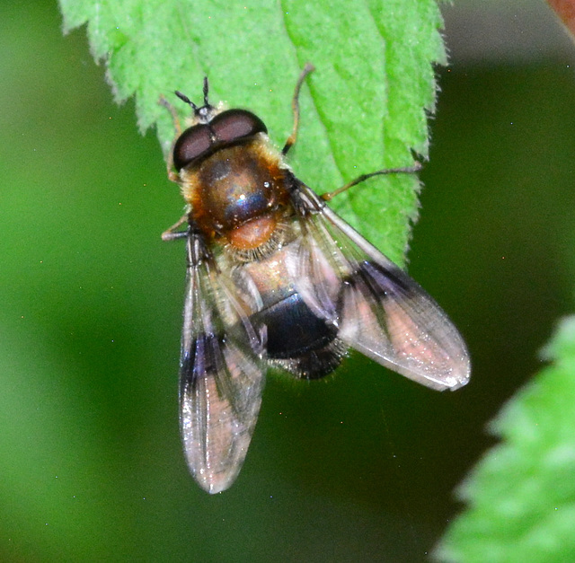 Hoverfly