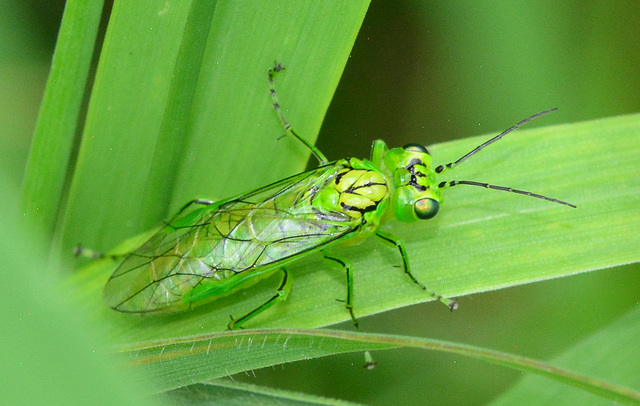 Rhogogaster Sawfly