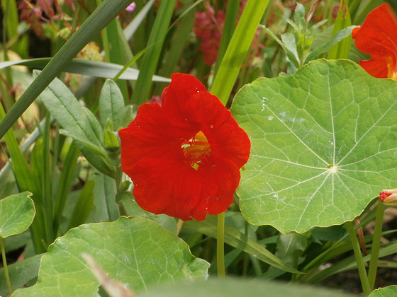 New nasturtium