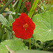 New nasturtium