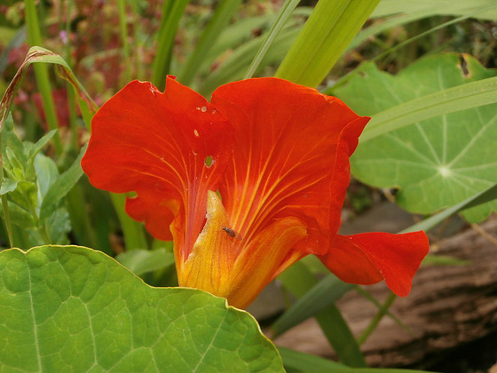 Yet another nasturtium