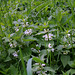 Lamium album
