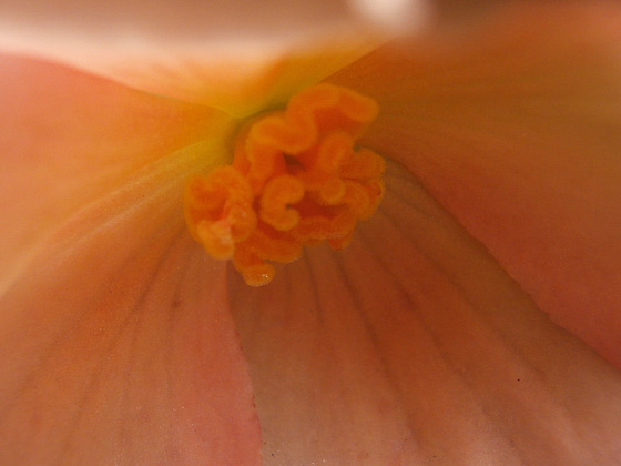 The peach begonia