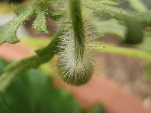 Lovely furry poppy seed box