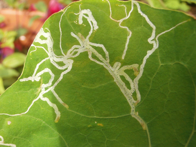 Some bug loves the leaf of the nasturtium