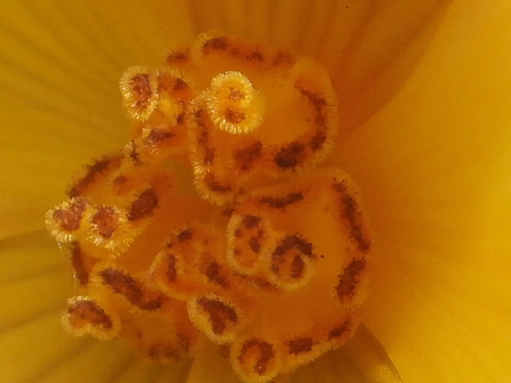 Fabulously detailed inner begonia