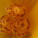 Fabulously detailed inner begonia
