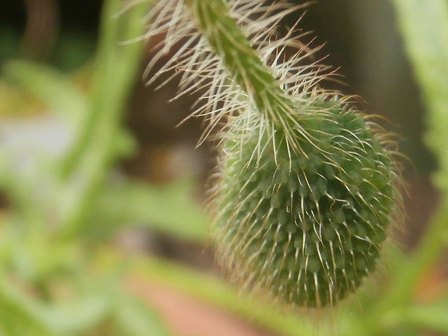 Macro of the poppy seed box