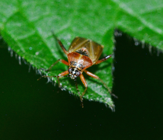 Harpocera thoracica