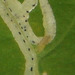 A bug/worm eating its way through the leaf