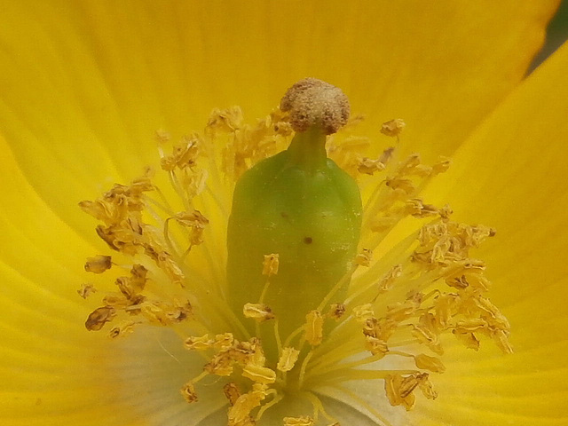 The seed box of a poppy