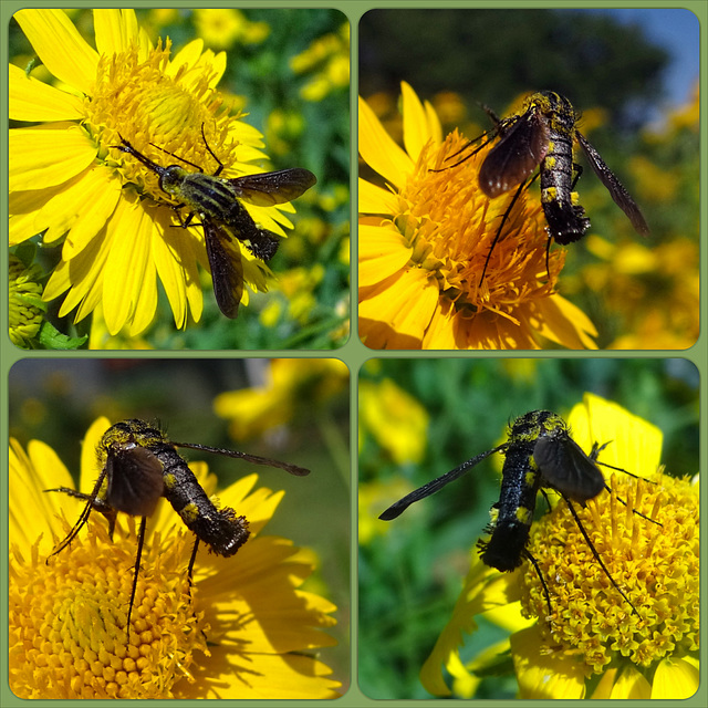 Scaly Bee Fly (Lepidophors lepidocera)Collage