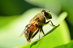 Happy Looking Bee!