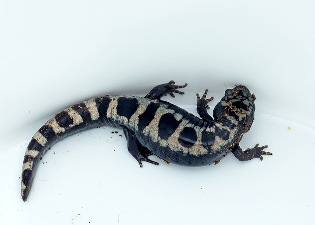 Marbled Salamander