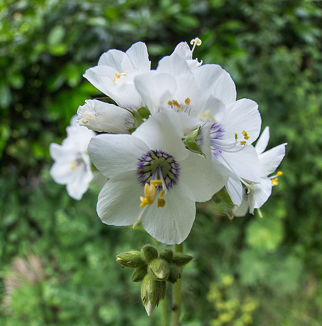 20140625 3578VRFw1 [D~LIP] Jakobsleiter (Polemonium caeruleum) [Himmelsleiter], Bad Salzuflen [8mm]