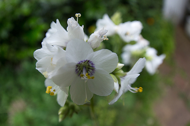 20140625 3577VRFw [D~LIP] Jakobsleiter (Polemonium caeruleum) [Himmelsleiter], Bad Salzuflen [15mm]