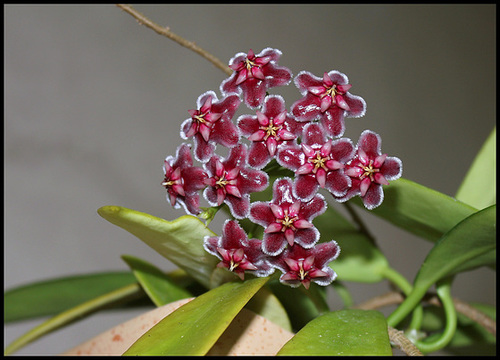 Hoya pubicalyx HSI -037