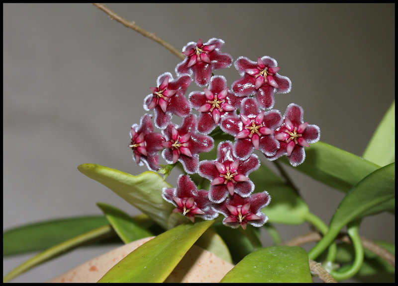 Hoya pubicalyx HSI -037