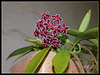 Hoya pubicalyx HSI -037