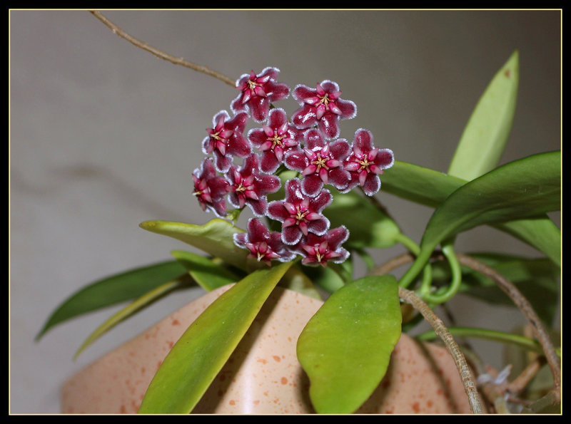 Hoya pubicalyx HSI -037