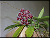 Hoya pubicalyx HSI -037