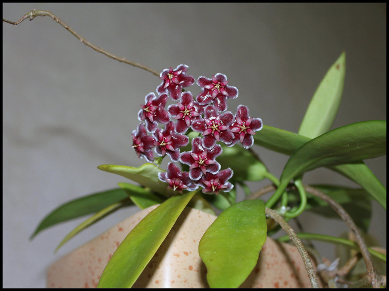 Hoya pubicalyx HSI -037