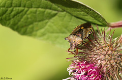 Red-legged Shieldbug Pentatoma rufipes