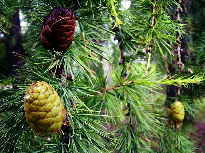 Cones