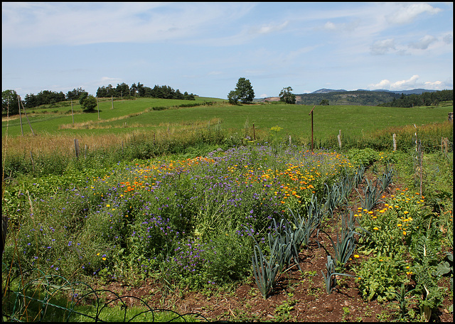 Potager de montagne (2)