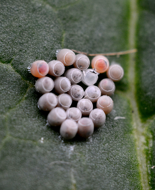 Egg watch, day 10: Hatchery?