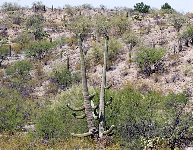 Saguaro National Park east (2264)