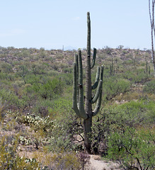 Saguaro National Park east (2266)