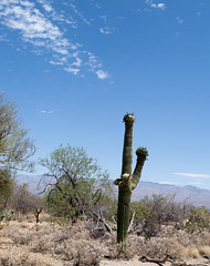 Saguaro National Park east (2267)