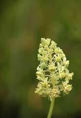 Spanish Catchfly Silene otites