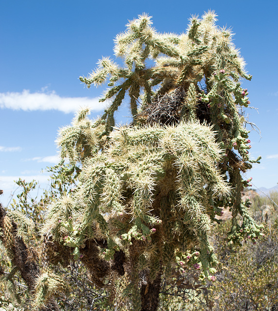 Saguaro National Park east (2273)