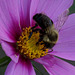 Bee In The Cosmos