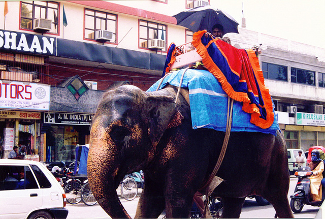 Jaipur Elephant