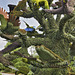 The Bird Tree #2 – Mosaïcultures Internationales de Montréal, Botanical Garden, Montréal, Québec