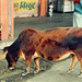 Short-legged Cow, Jaipur, India
