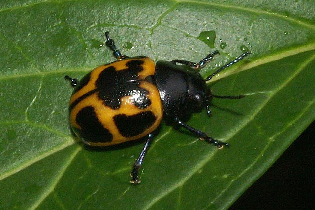 Swamp Milkweed Leaf Beetle