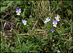 Viola tricolor subsp subalpina