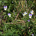 Viola tricolor subsp subalpina