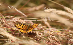 Dark Green Fritillary Argynnis aglaja