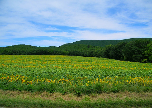 Tournesols