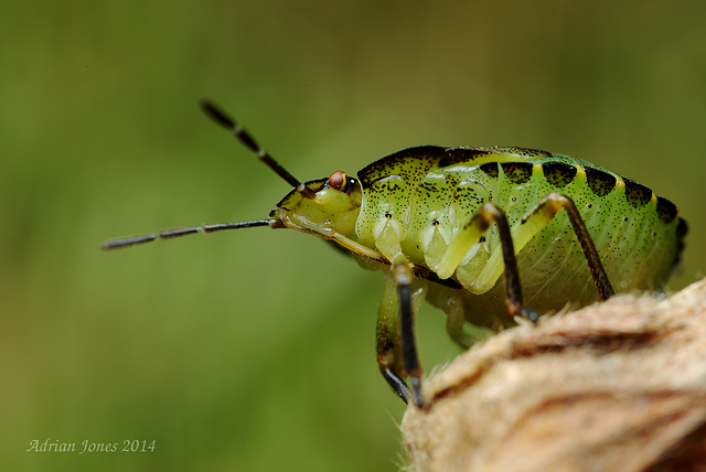 Palomena prasina nymph