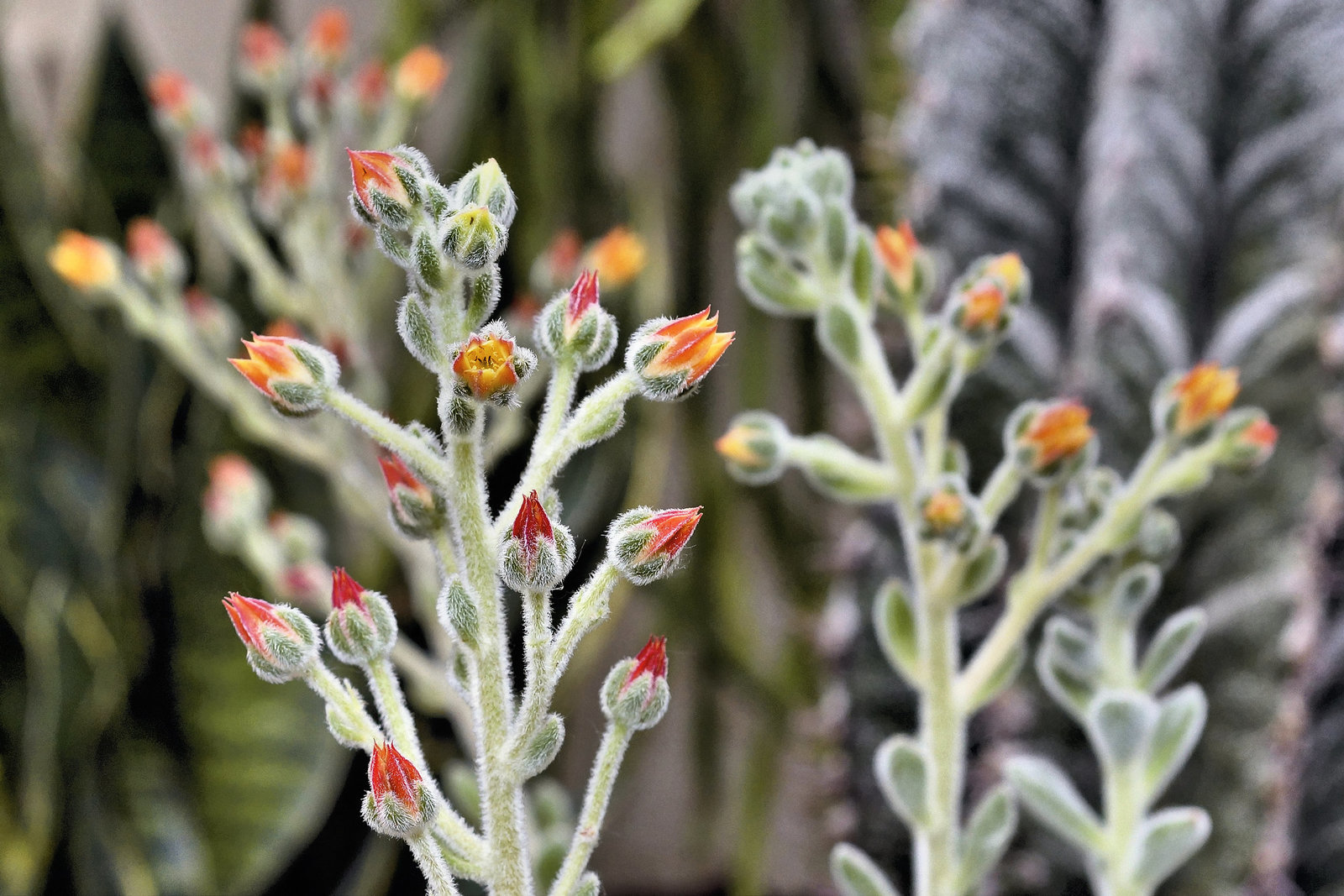 Echeveria "Doris Taylor" – Botanical Garden, Montréal, Québec