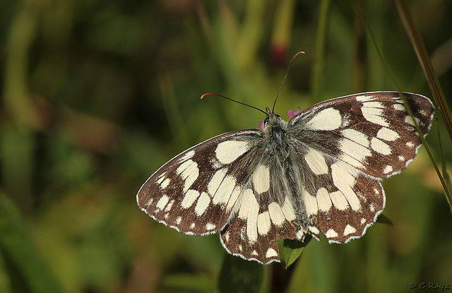 Marbled White Melanargia galathea