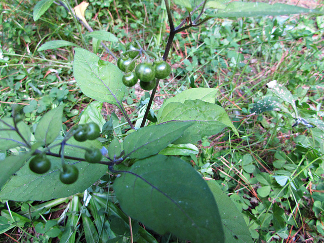 Deadly Nightshade Berries