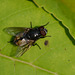 An unremarkable fly