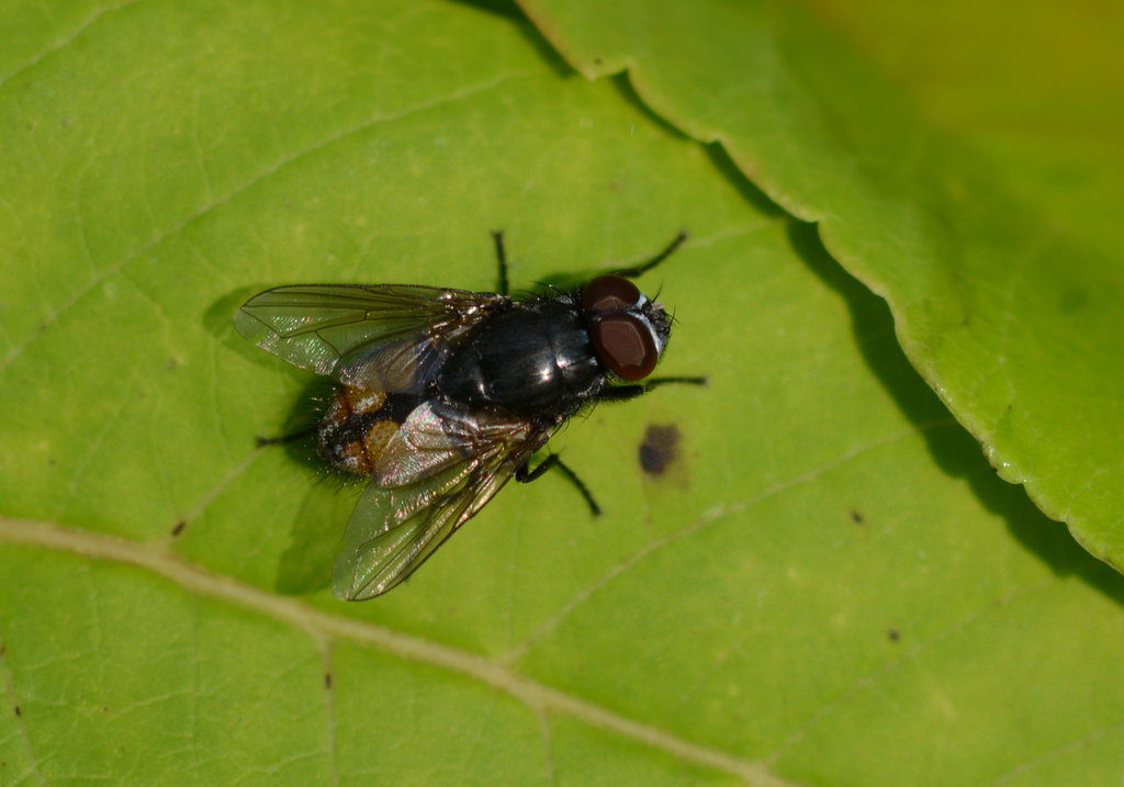 An unremarkable fly